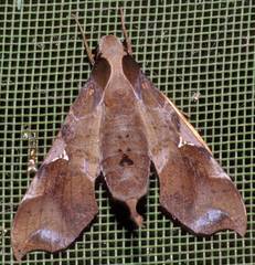 Callionima acuta