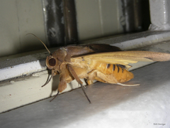 Thyas coronata