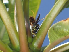 Polistes dominula