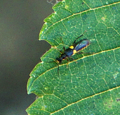 Trypherus frisoni
