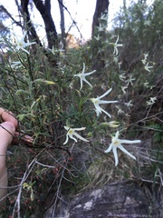 Anthocercis angustifolia