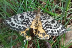 Arichanna melanaria