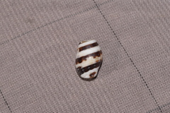 Engina zonalis