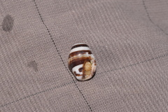 Engina zonalis