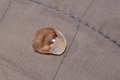 Bostrycapulus pritzkeri