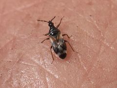 Anthocoris nemoralis