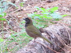Pipilo maculatus × ocai