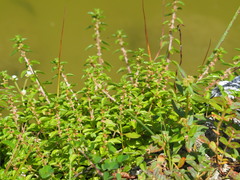 Gonostegia matsudai