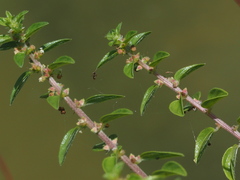 Gonostegia matsudai