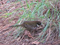 Pipilo maculatus × ocai