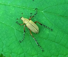 Macrodactylus angustatus