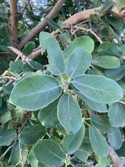 Ficus stuhlmannii