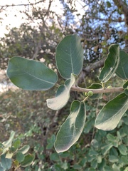 Ficus stuhlmannii