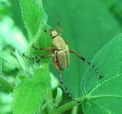 Macrodactylus angustatus