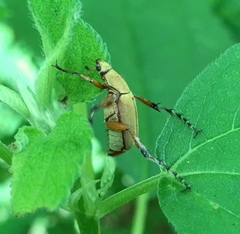 Macrodactylus angustatus