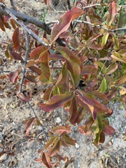 Ximenia caffra caffra