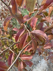Ximenia caffra caffra