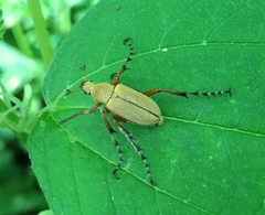 Macrodactylus angustatus