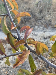 Ximenia caffra caffra