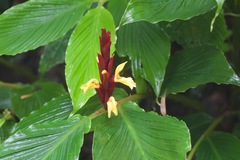 Cautleya spicata