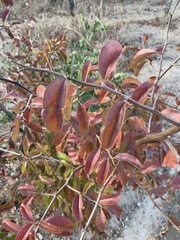 Ximenia caffra caffra