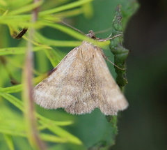 Phytometra viridaria