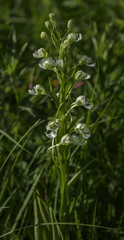 Platanthera leucophaea