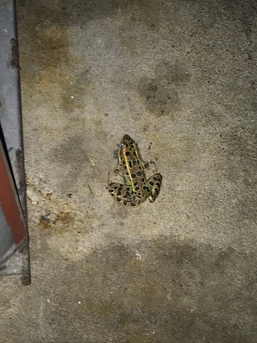 Northern Leopard Frog photographed in North Dakota