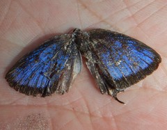 Arhopala micale