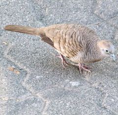 Geopelia striata