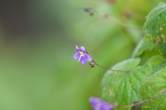 Platystemma violoides