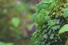 Platystemma violoides