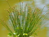 Canada Spikesedge - Photo no rights reserved, uploaded by 葉子