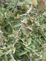 Gymnosporia maranguensis