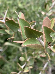 Gymnosporia maranguensis