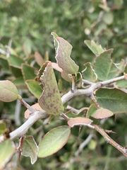 Gymnosporia maranguensis