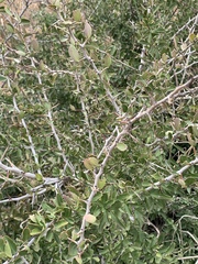 Gymnosporia maranguensis