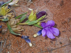 Eremophila prostrata