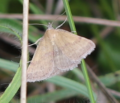 Phytometra viridaria