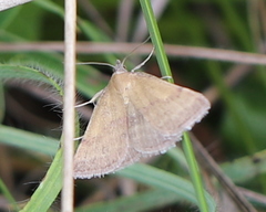 Phytometra viridaria