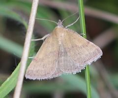 Phytometra viridaria