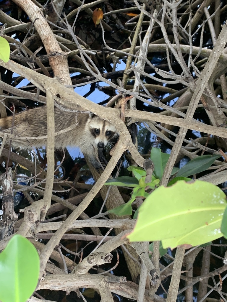 Florida Keys Raccoon