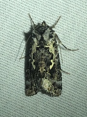 Syngrapha rectangula