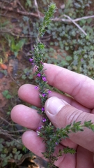 Muraltia serpylloides