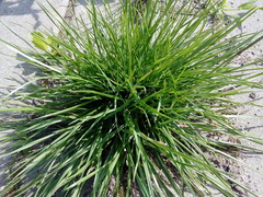Lolium perenne