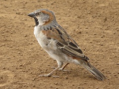 Passer rufocinctus