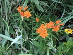 Asclepias tuberosa interior