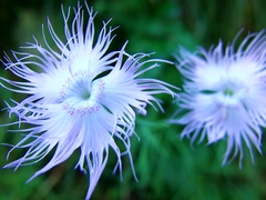 Dianthus sternbergii