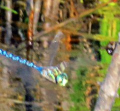 Aeshna canadensis