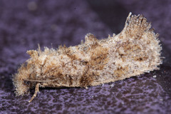 Lepidoptera
